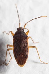 Hebrolethaeus concisus