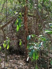 Calycophyllum candidissimum