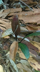 Cryptostylis