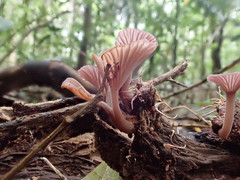 Trogia infundibuliformis