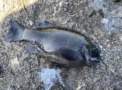 Girella elevata