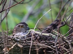 Accipiter virgatus