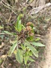 Baccharis prunifolia