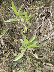 Baccharis prunifolia