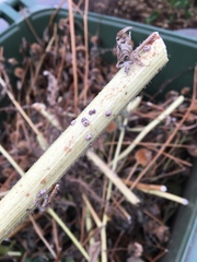 Ceroplastes cirripediformis