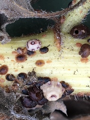 Ceroplastes cirripediformis