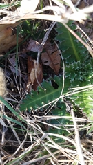 Cirsium pumilum