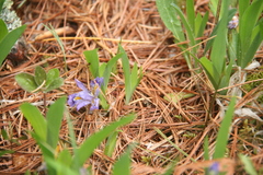 Iris lacustris