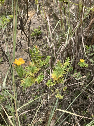 Hypericum ruscoides (Hypericum ruscoides)