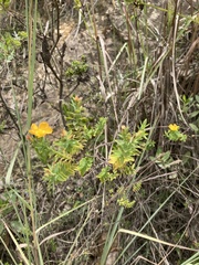 Hypericum ruscoides