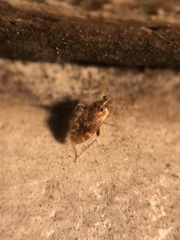 Hamatophylus guttulosus