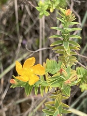 Hypericum ruscoides