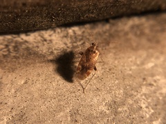 Hamatophylus guttulosus