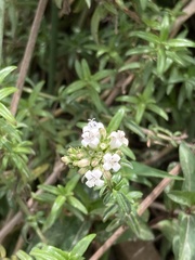 Galianthe bogotensis