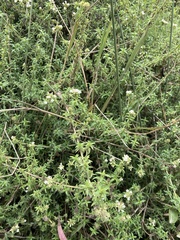 Galianthe bogotensis