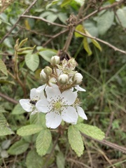 Rubus floribundus
