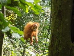 Pongo abelii