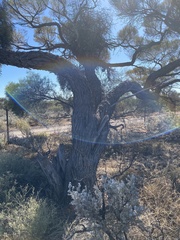 Acacia papyrocarpa