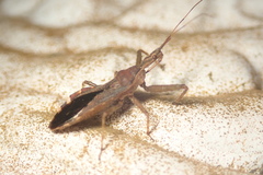 Tapirocoris
