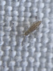 Entomobrya katzi