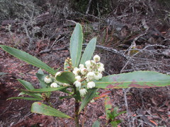 Anopterus glandulosus