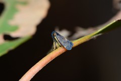 Neotartessus flavipes