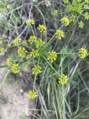 Lomatium lucidum