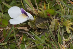 Mazus radicans