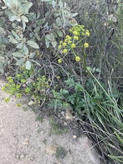 Lomatium lucidum