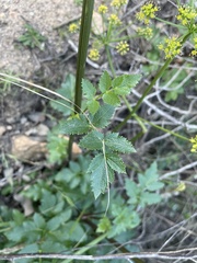 Lomatium lucidum