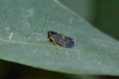 Neotartessus flavipes