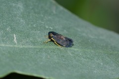 Neotartessus flavipes