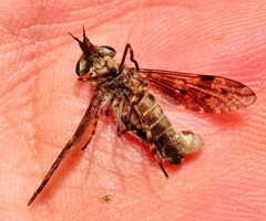 Haematopota