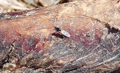 Prochyliza xanthostoma