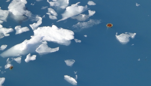 Pacific Lion's Mane Jelly, College Inlet, Alaska Coast, photo 7 of 10