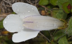 Mazus radicans