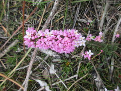 Boronia pilosa