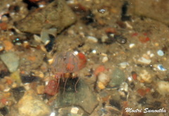 Tripedalia cystophora