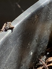 Diptera
