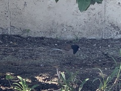 Junco hyemalis