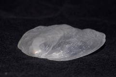 Patro australis