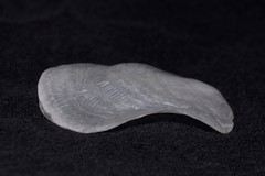 Patro australis