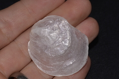 Patro australis