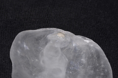 Patro australis