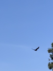 Corvus corax