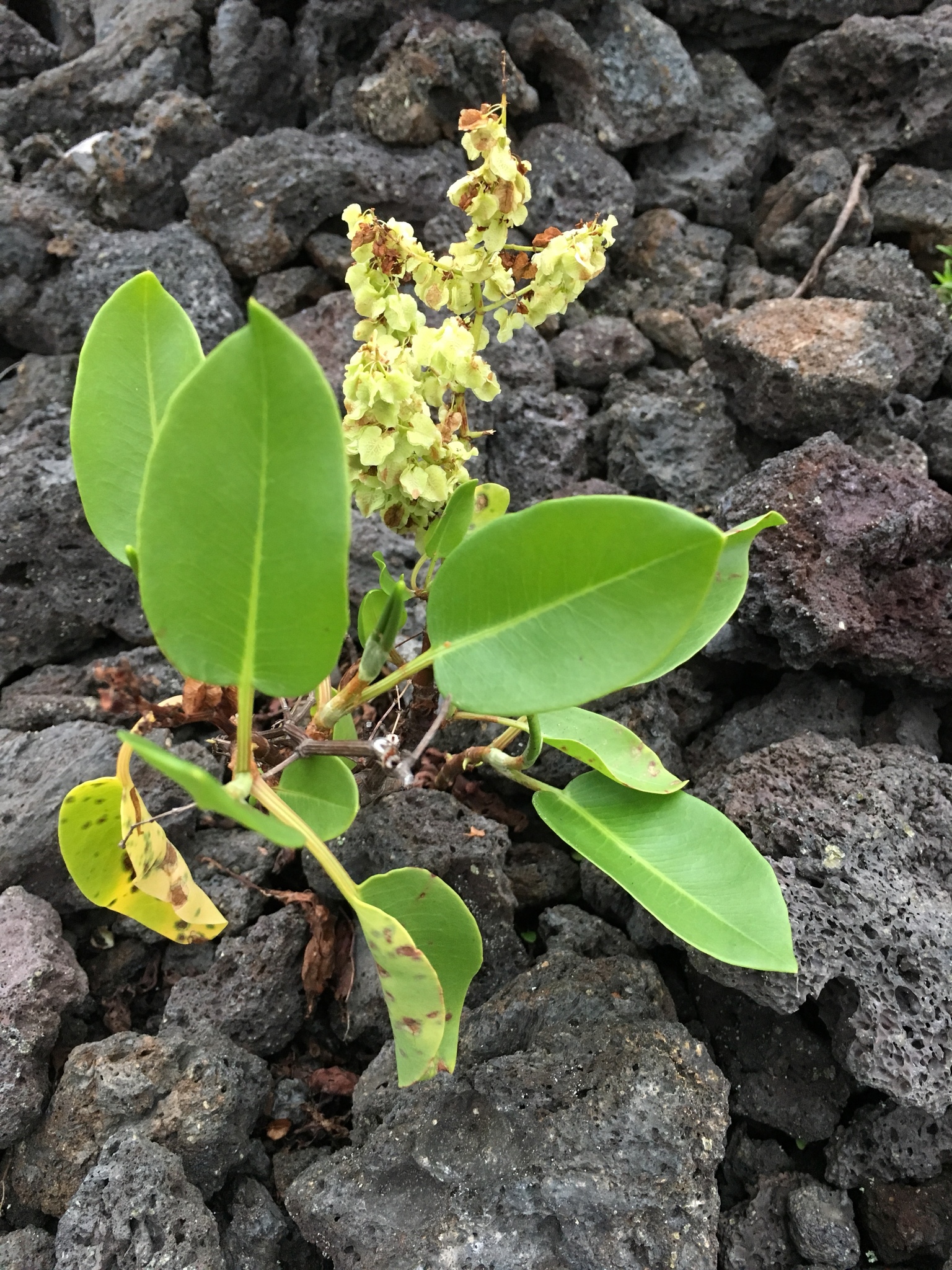 Rumex skottsbergii