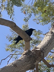 Corvus brachyrhynchos