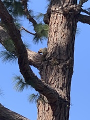 Sciurus niger