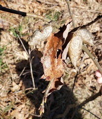 Amphibolips acuminata