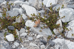 Lycaena boldenarum